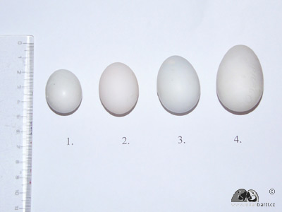 Porovnn velikosti vajek  kakadu rov (. 1 a . 2), 
kakadu alomounsk (. 3), kakadu bl (. 4)