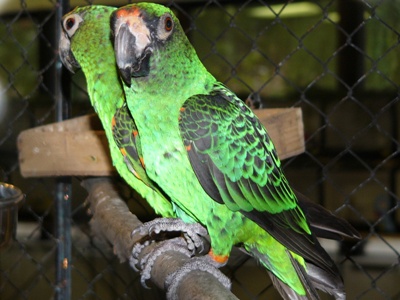 Papouek konsk