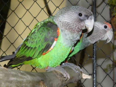 Papouek kapsk