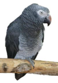 Papouek Ka je ako liberijsk, ilustran foto.