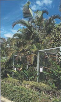 Každá voliéra je oddělena palmami a dalšími rostlinami. Foto: Alena Doležalová
