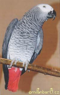 Papoušek žako