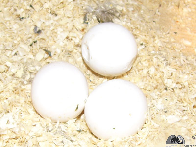 Poškozené oplozené vejce v hnízdě arů ararauna