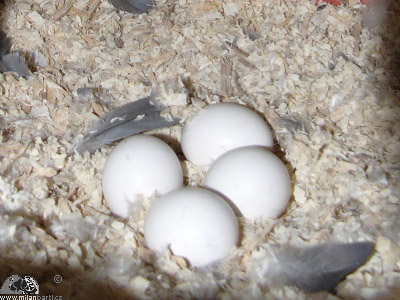 Vejce papouška žako v hnízdě