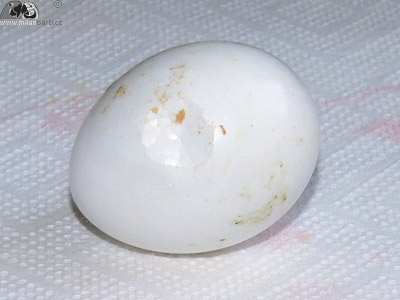 Promáčklé vejce ara ararauna