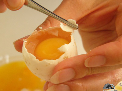 Příprava na kultivaci obsahu vejce