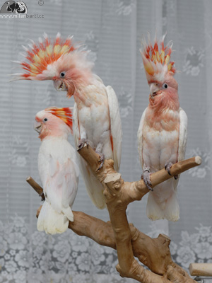 Mláďata kakadu inka – věk tři měsíce