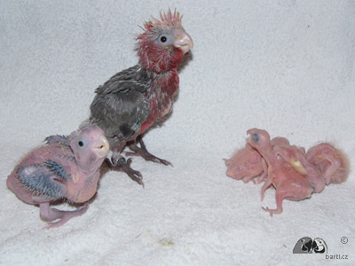 Kakadu růžový, mláďata pocházejí od jednoho rodičovského páru 
(věk 33, 21, 11, 10, 7 a 5 dní)