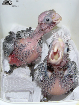 Kakadu růžový, mládě vlevo má viditelně oškubané peří na hlavě