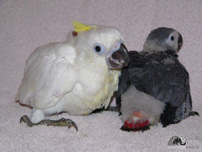Kakadu žlutočečelatý, jedináček uměle odchovaný společně s papouškem žako