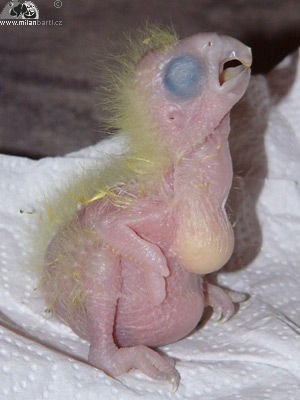 Kakadu bílý věk 1 týden