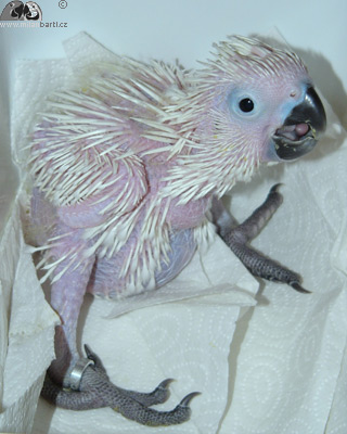 Kakadu bílý věk 4 týdny
