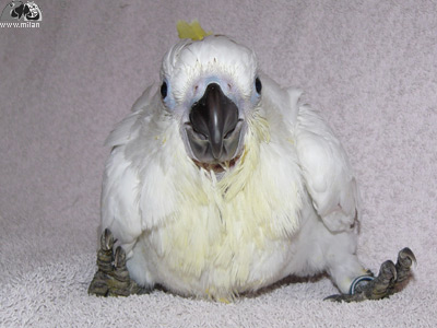 Kakadu žlutočečelatý věk 6 týdnů