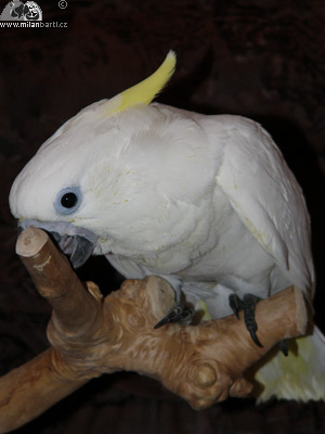 Kakadu žlutočečelatý věk 10 týdnů