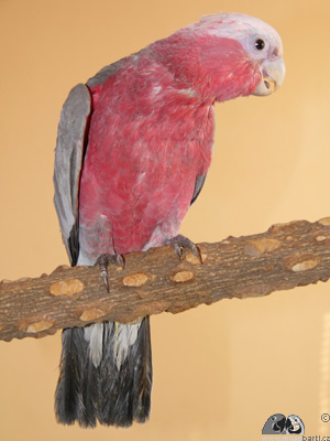 Kakadu růžový mládě ve věku 3 měsíce