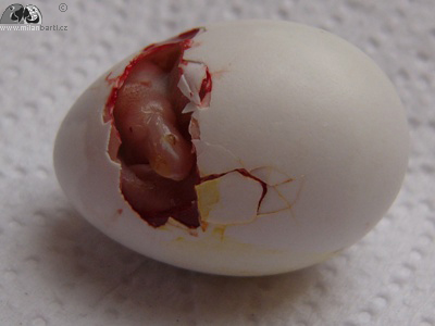 První vejce po naklubání, opačná poloha ve špičce