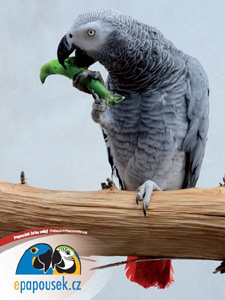 Plakát papoušek žako Kakášek