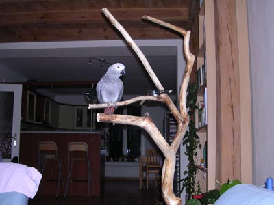 Papoušek Fidel ve svém novém domově