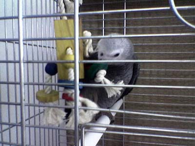 MMS zpráva z papouškova nového domova