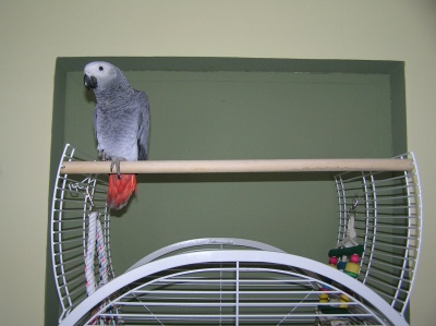 Papoušek Bertík ve svém novém domově