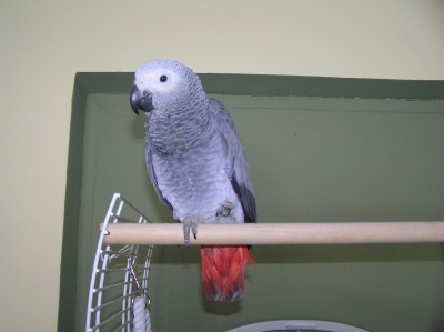 papoušek Bertík ve svém novém domově