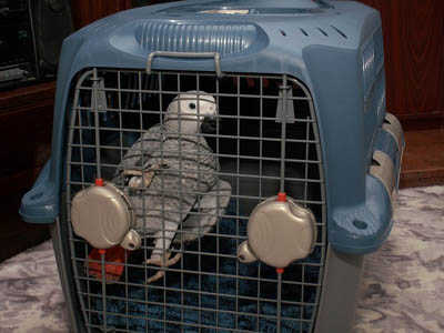 praktická schránka pro přepravu papouška