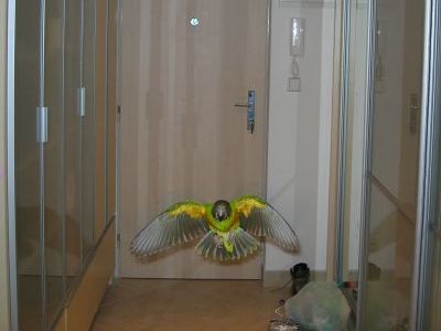 Papoušek senegalský Břéťa